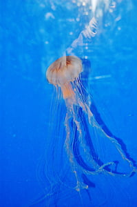 медузи, аквариум, морски, плуване, създание, морски живот, подводни