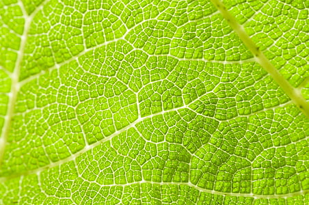 Leaf, vēnas, zaļa, atstāj, zaļumi, augu, daba