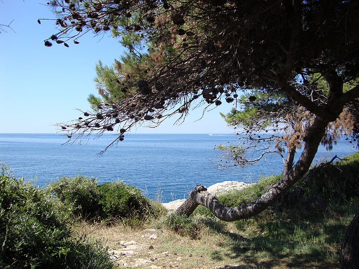 Outlook, Kroatien, tre, kyst, havet, horisonten, landskab