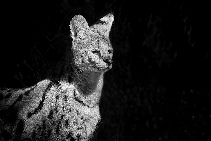 serval, wildcat, african, animals, wild animals, zoo, africa
