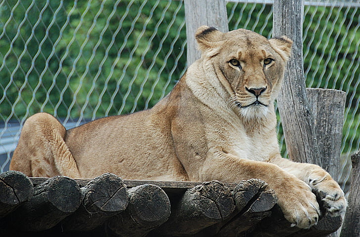 Lion, enceinte, couché, chat, photographie de la faune, animaux à l’état sauvage, un animal