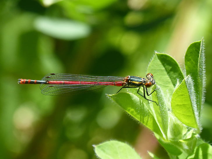 Dragonfly, blad, rød dragonfly, insekt, pyrrhosoma nymphula, våtmarksområde, insekt