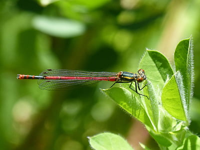 dragonfly, leaf, red dragonfly, flying insect, pyrrhosoma nymphula, wetland, insect