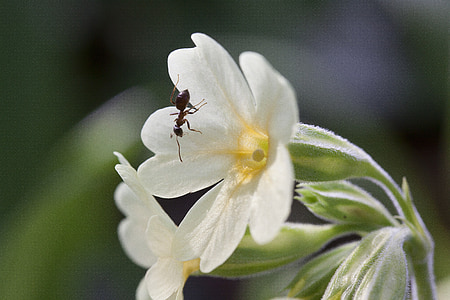 herbàcia que pertany, presagi de la primavera, flor, flor, enotera alta, Primula elatior, enotera bosc