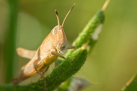 grasshopper, insect, nature, viridissima, macro, close