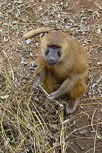 baboon, ape, monkey, wildlife, animal, africa, nature