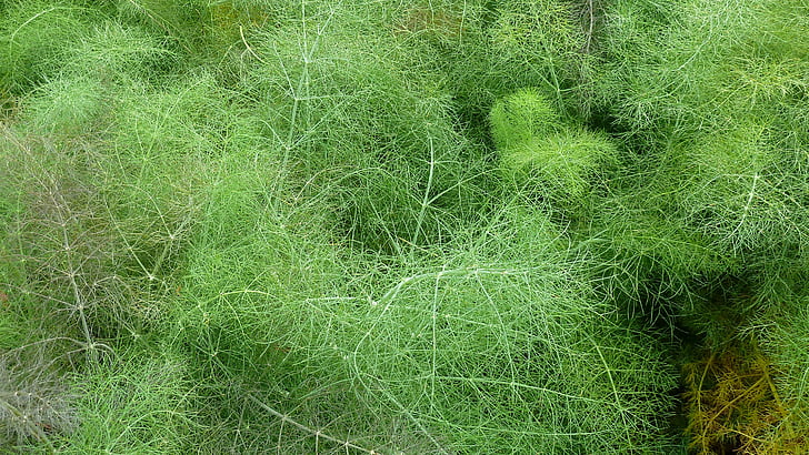 dill, herbs, nature, plant, green, delicate, natural