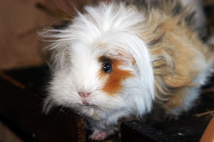 lunkarya, gipsy, long haired guinea pigs, guinea pig house, close, pet, sweet