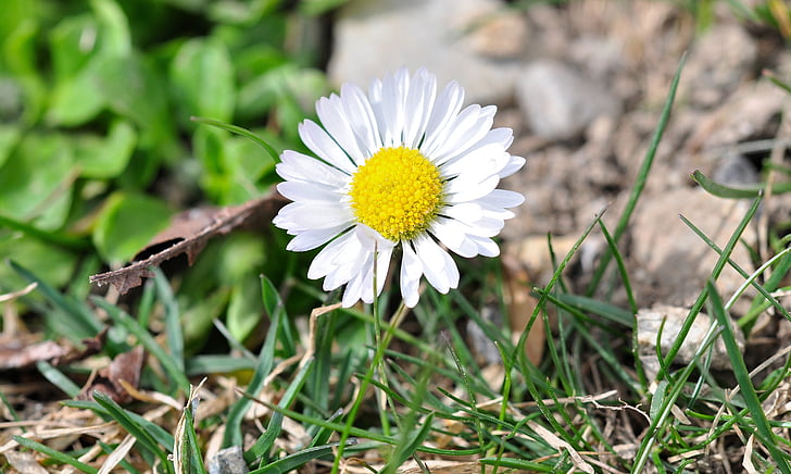 Daisy, gęsi kwiat, kwiat, kwiat, Bloom, biały, piękne
