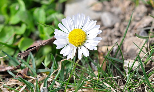 Daisy, ganzen bloem, bloem, Blossom, Bloom, wit, mooie