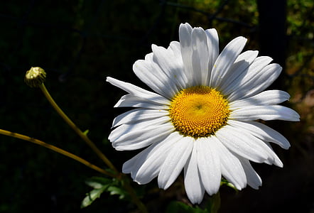 Marguerite, Blossom, Bloom, Puutarha
