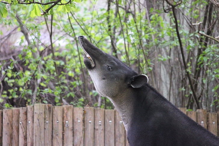 tapir, Zoološki vrt, sisavac, Proboscidea, životinja, priroda, biljni i životinjski svijet