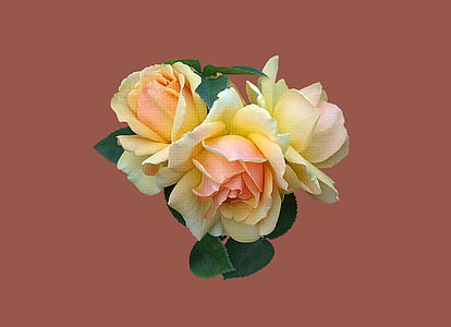 Bad kissingen, vườn hoa hồng, Hoa hồng, Hồng Hoa, đóng, floribunda hansestadt rostock, Hoa