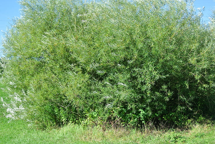 Bush, träd, naturen