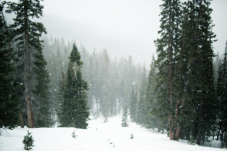 sneh, sneženie, stromy, Evergreen, zimné, za studena, biela