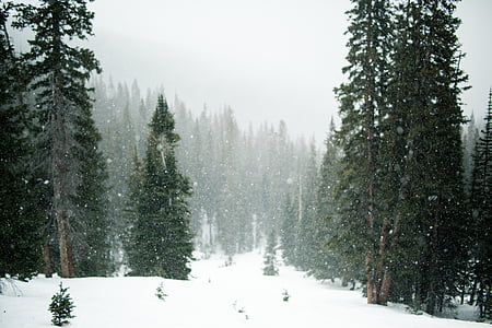 снег, снег, деревья, вечнозеленый, Зима, холодная, Белый