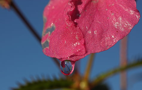 Blossom, nở hoa, màu hồng, nhỏ giọt, Hoa, nước, chất lỏng