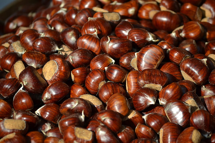 chestnut, musim gugur, buah kering