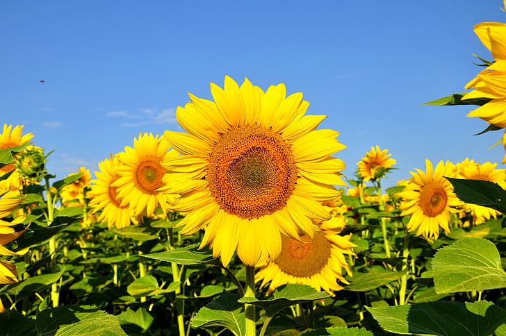 sunflower, yellow flower, summer, plants