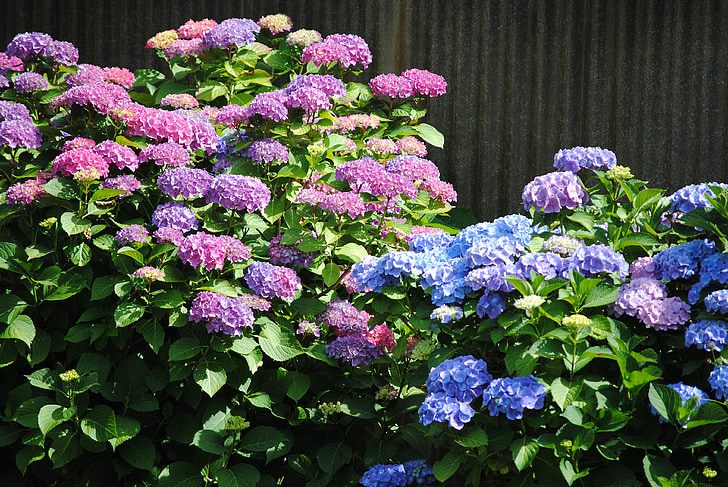 Hortensia, kvety, fialová, modrá, Príroda, kvet, rastlín