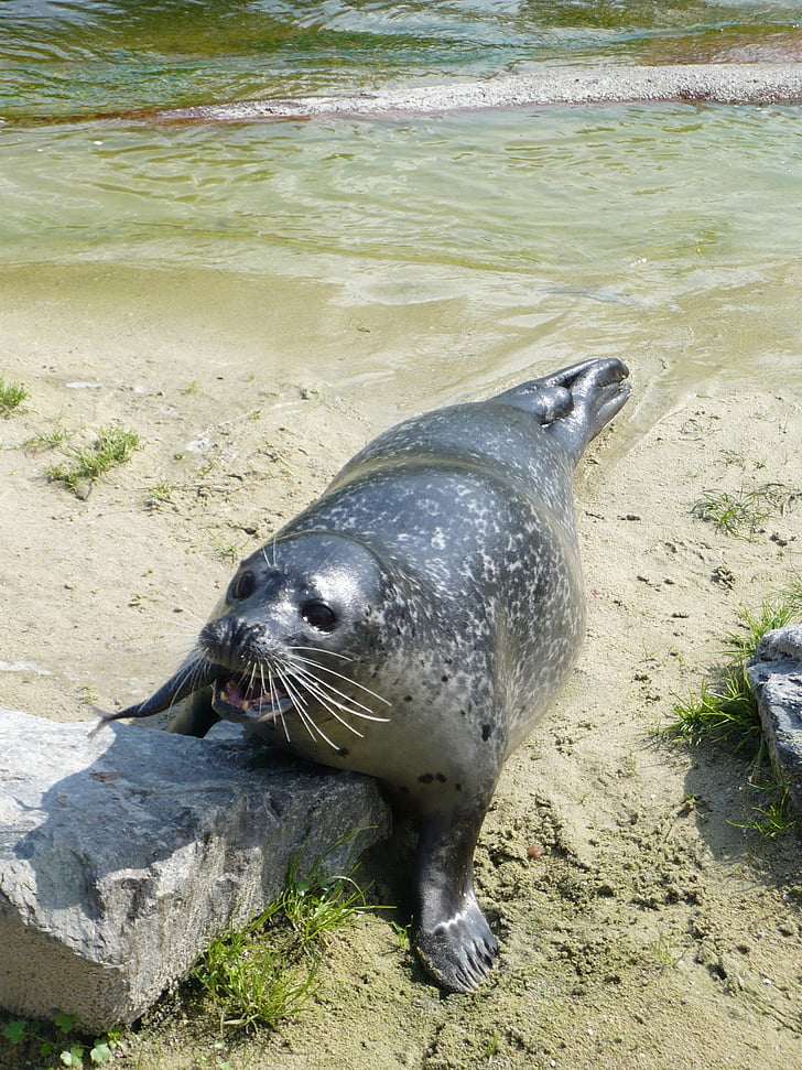 Seal, Zoo, turistattraktion, sjölejon, djur, havet, däggdjur