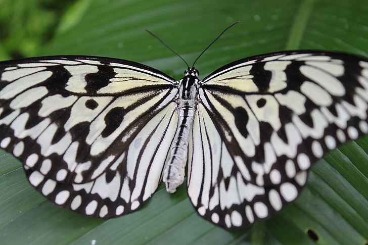sommerfugl, hvid, sort, spot, insekt, vinger, blad