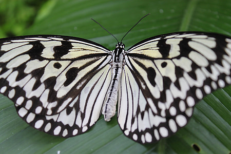 fluture, alb, negru, la faţa locului, insectă, aripi, frunze