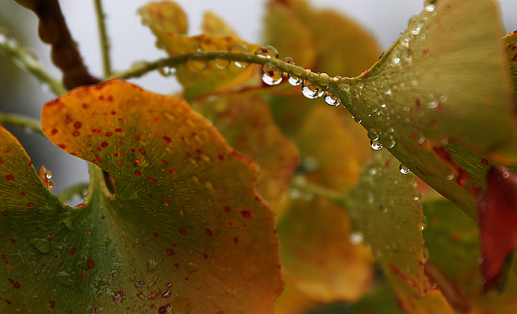 water drops, drip, fall, leaves, rain, drop, liquid