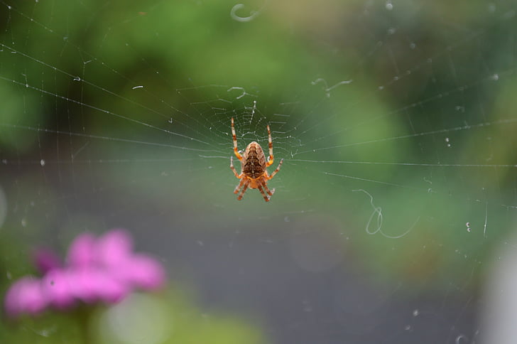garden spider, spin, web, cobweb, rag, web spiders