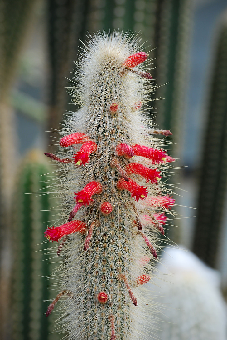 cactus, fruit, flor del desert, eriçat, espines
