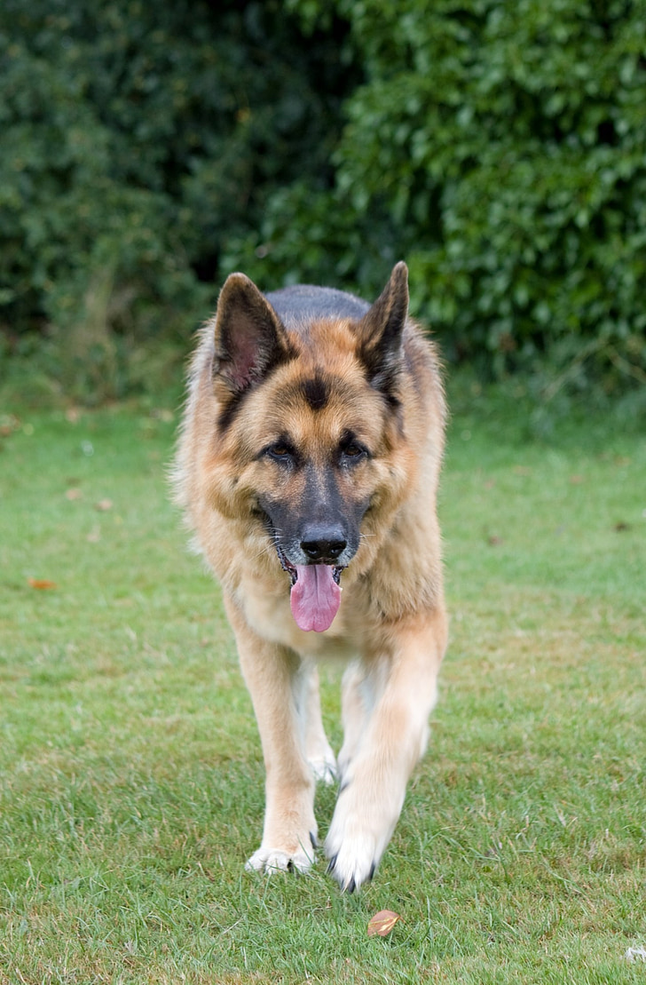 dog, german shepherd, alsatian, animal, pet, guard dog, walking