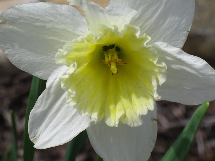Daffodil, narcisos, flors de primavera, groc, flors, flor groga, flor groga