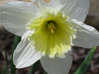 Narciso, narcisos, flores da Primavera, amarelo, flores, flor amarela, flor amarela