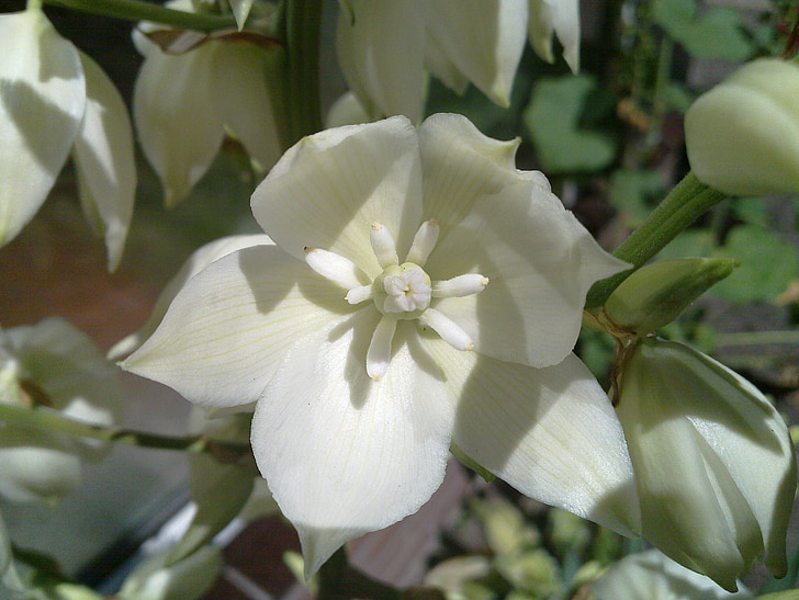valkoinen, kukat, Agave, Bloom, valkoiset kukat
