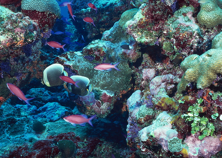 Marina, Port, món submarí, Coral, escull, sota l'aigua, Mar