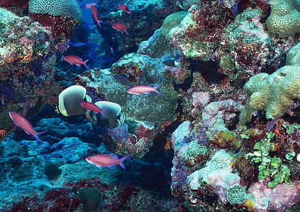 Marine, havn, undersjøiske verden, Coral, Reef, undervanns, sjøen