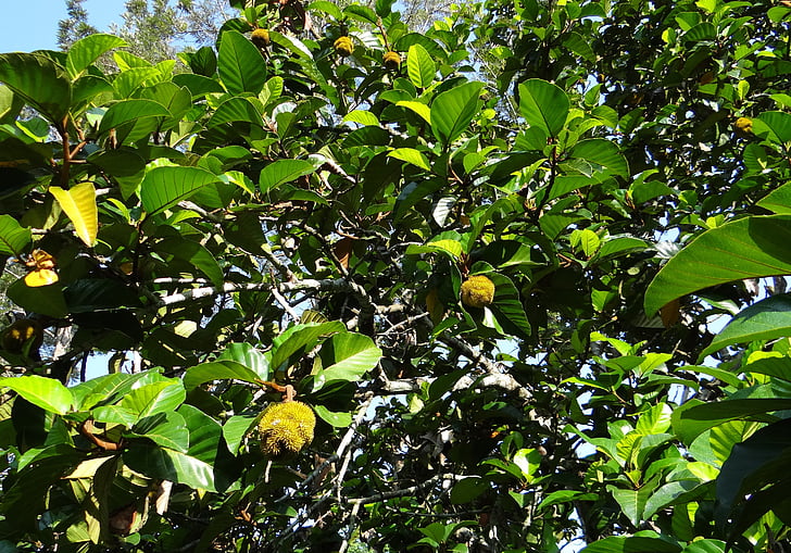 Wild jack, jack de selva, árvore, frutas, Artocarpus hirsutus, Aini, hebbalasu