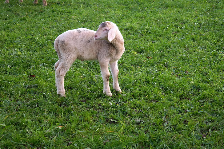 lam, schapen, dier, grasland, Gelukkig, vrolijke, binnenlandse schapen
