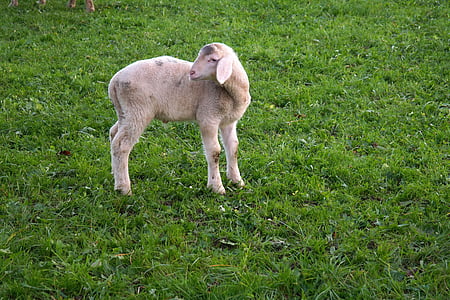 lamb, sheep, animal, pasture, happy, cheerful, domestic sheep