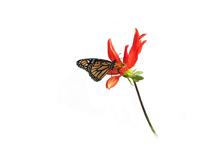 Monarch, liblikas, Dahlia, isoleeritud
