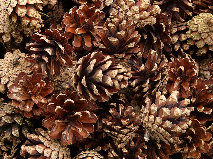 pine cones, pine, wood, tree, macro, close
