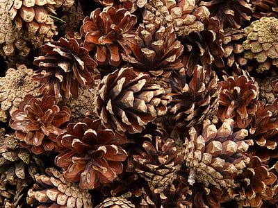 pine cones, pine, wood, tree, macro, close