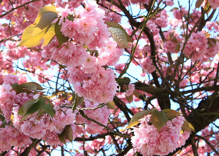 японска череша, Пролет, Блосъм, розово, фон, карта, поздравителна картичка