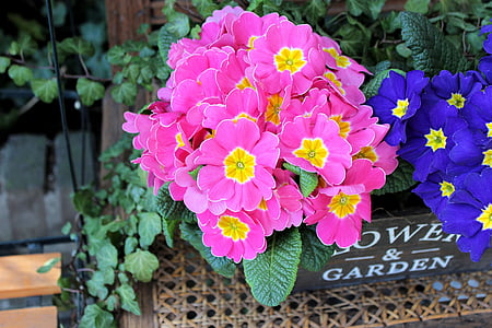Primula, Hoa hồng, Hoa, màu hồng, màu xanh, nồi, Sân vườn