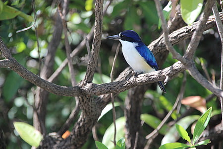 Blauet, ocell, natura, Alcedinidae, blau