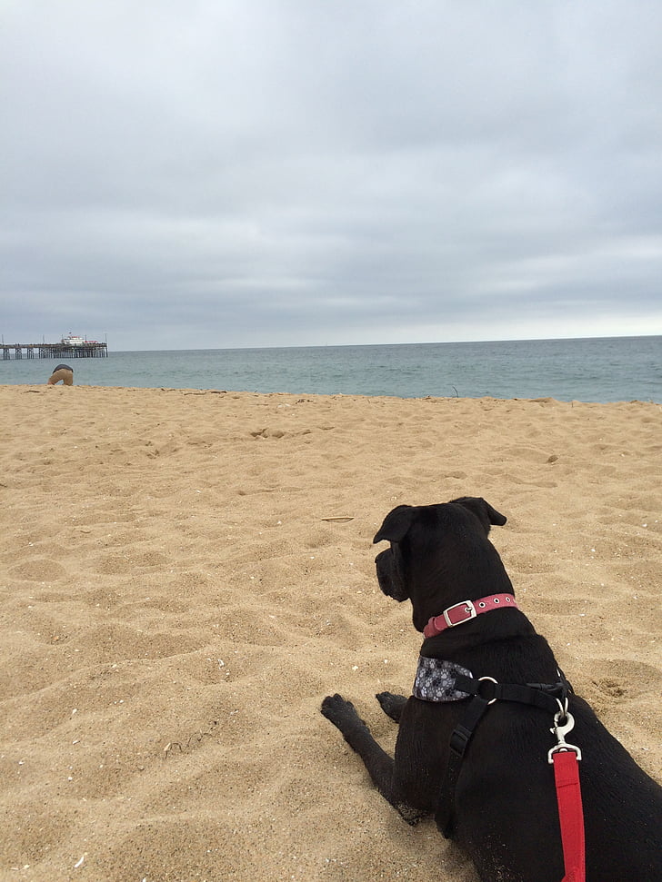 плаж, куче, домашен любимец, пясък, океан, море