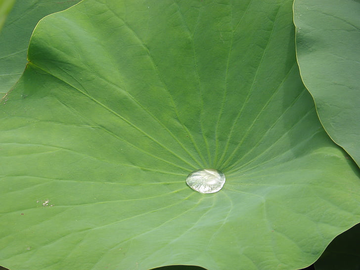 Lotus, träsket, dammen, släpp, dagg, Leaf, naturen