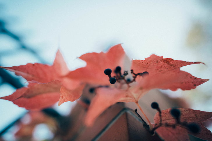 abstract, art, autumn, beautiful, blur, close-up, color