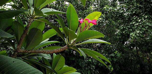blomst, rød, Thailand, natur, blad, plante, tropisk klima