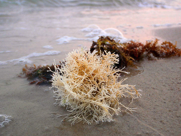 beach, seaweed, coral, sand, nature, peaceful, relax